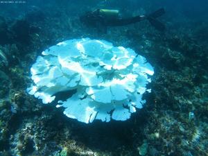 Bleached Acropora Palmata