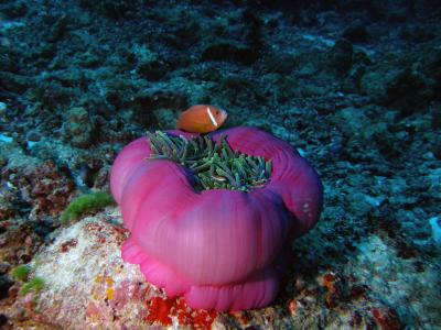 Different Marine Species (2 of 2)