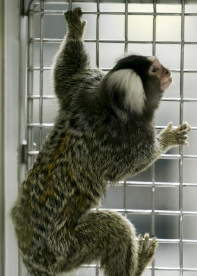 Lean Marmoset