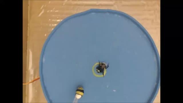 Bees Can Learn to Use a Tool by Observing Others