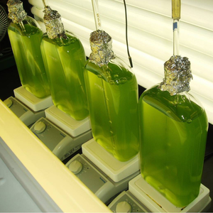 Algae flasks
