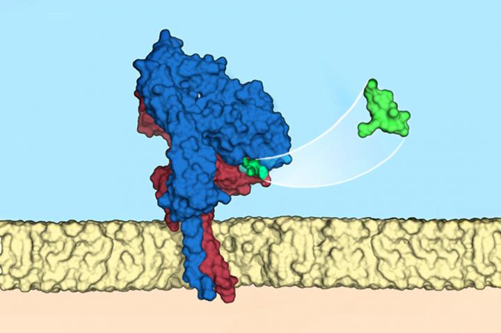 Integrin Ligand