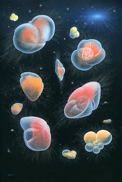 Painting of Planktonic foraminifera