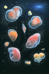 Painting of Planktonic foraminifera