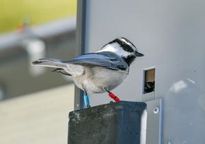 Mountain chickadee