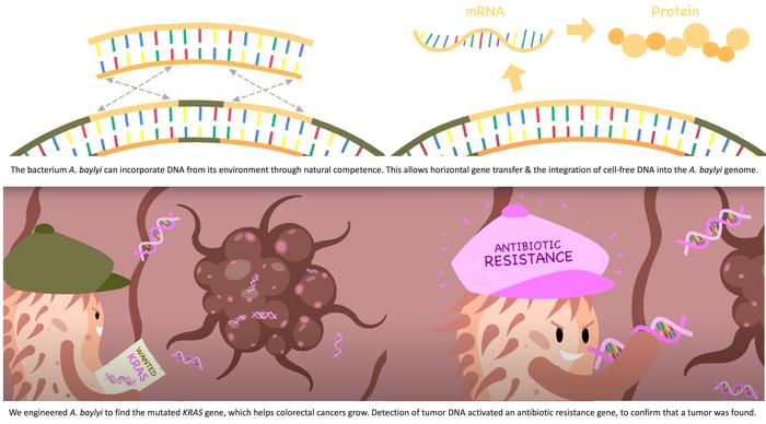 Engineered bacteria detect tumor DNA