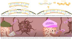 Engineered bacteria detect tumor DNA