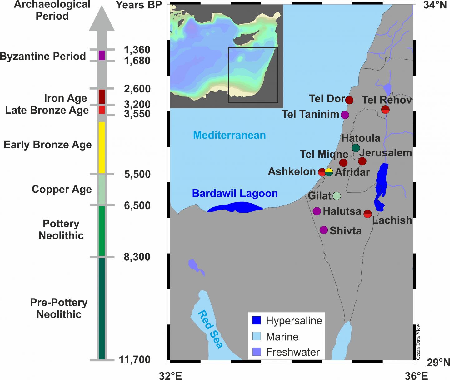 Gilthead Sea Bream 03