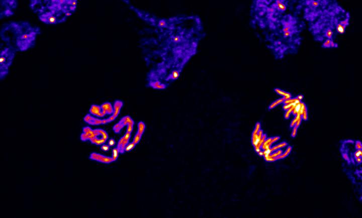 Cell Division