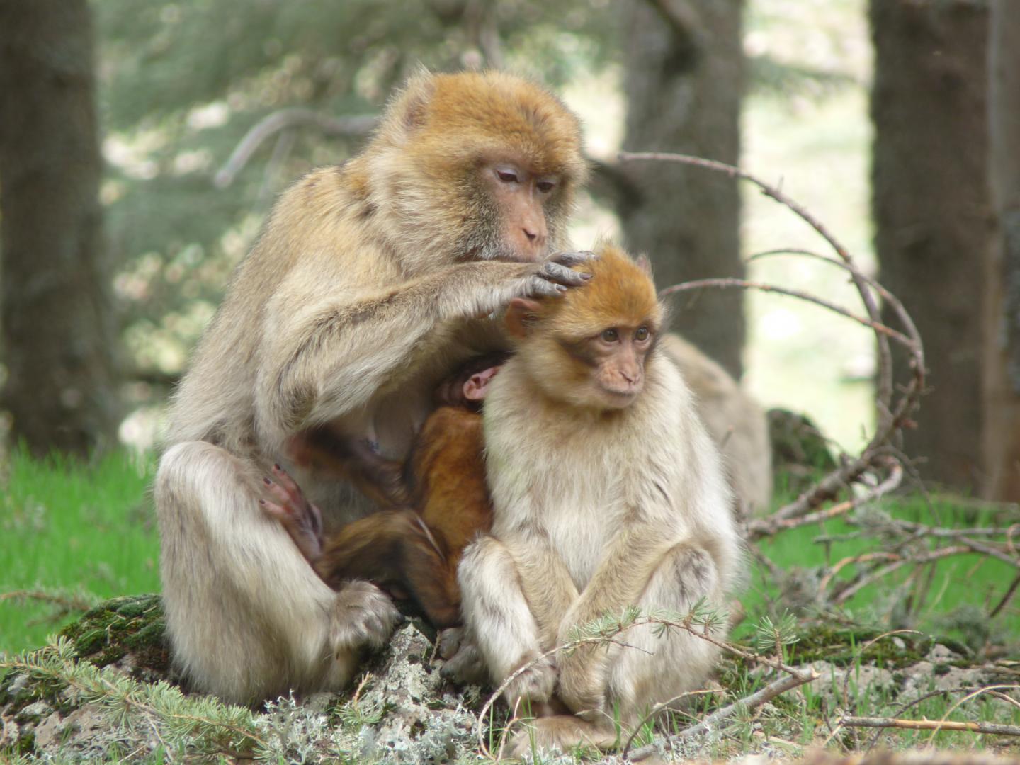 Barbary Macaques in the Wild