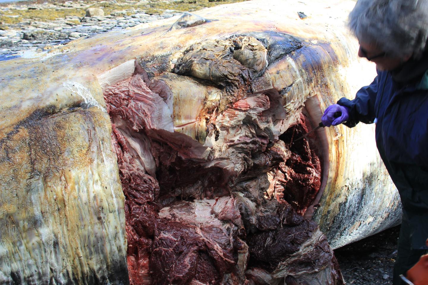 Fin Whale Carcass