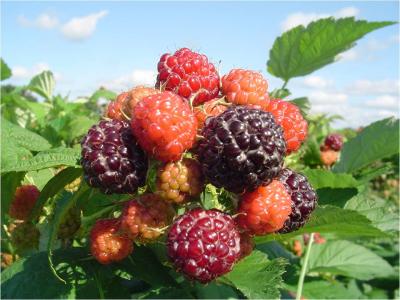 Midwestern Black Raspberries