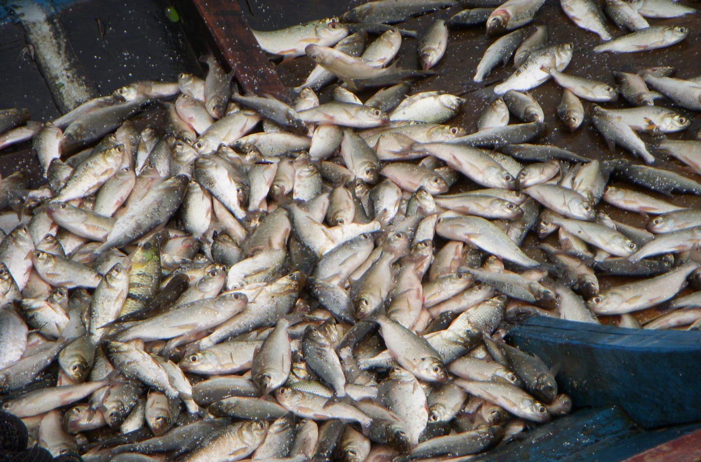 Fish to Market in Peru