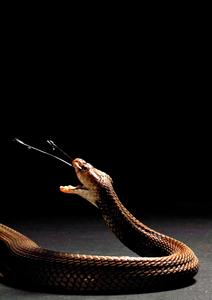 Nubian spitting cobra