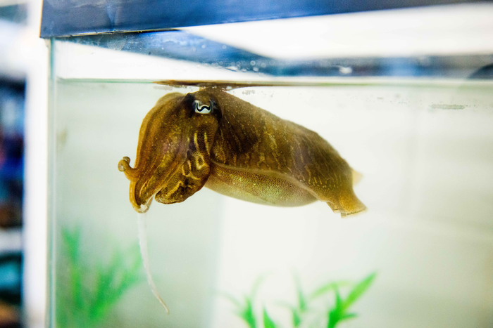Cuttlefish in tank
