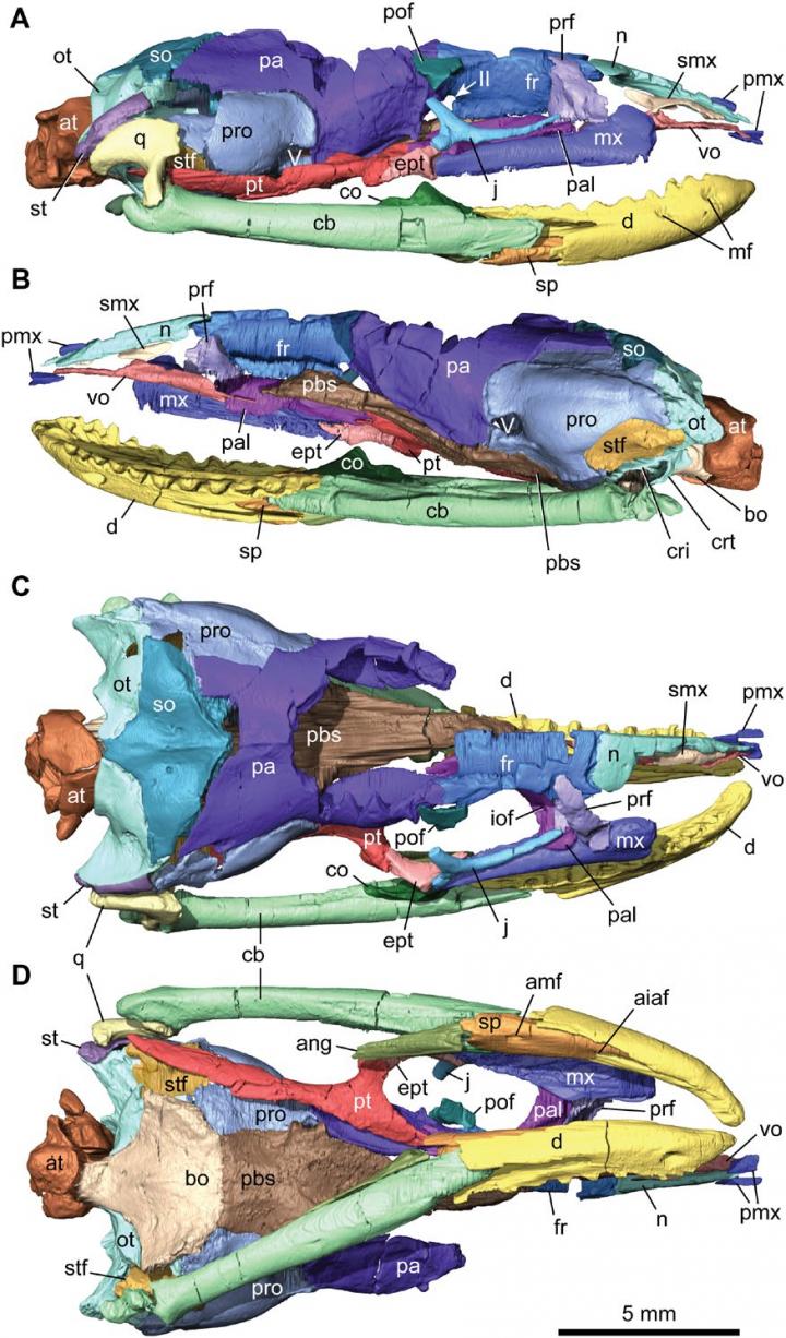 CT Scan Reconstructions of the Articulated Skull of Najash