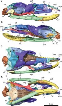 CT Scan Reconstructions of the Articulated Skull of Najash