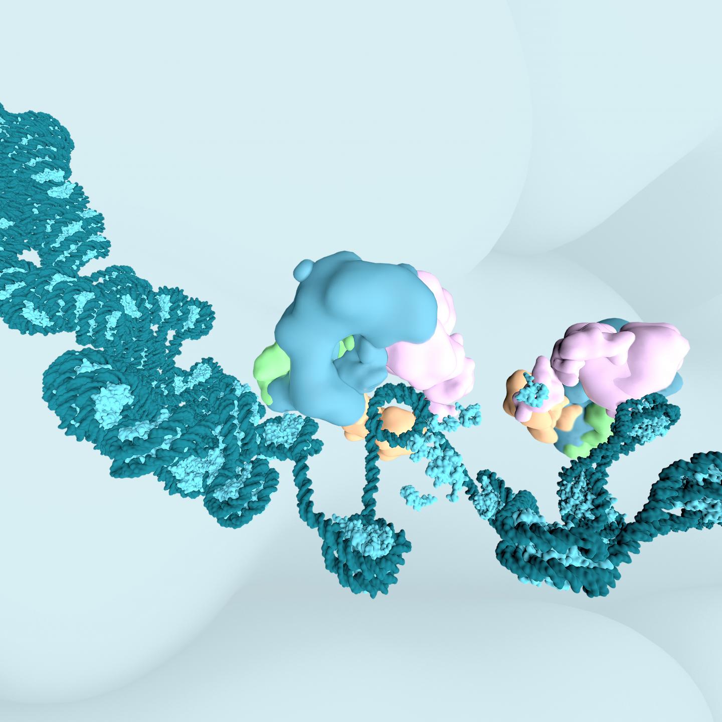 The BAF complex interacting with DNA and nucleosomes