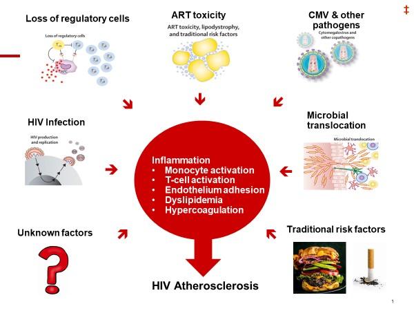 Mechanisms Leading to Atherosclerotic Cardiovascular Disease with HIV Infection
