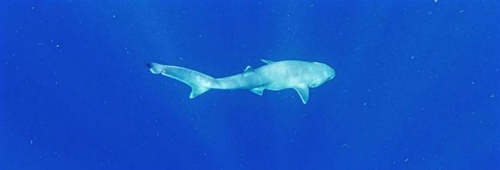 Adult Atlantic Sixgill