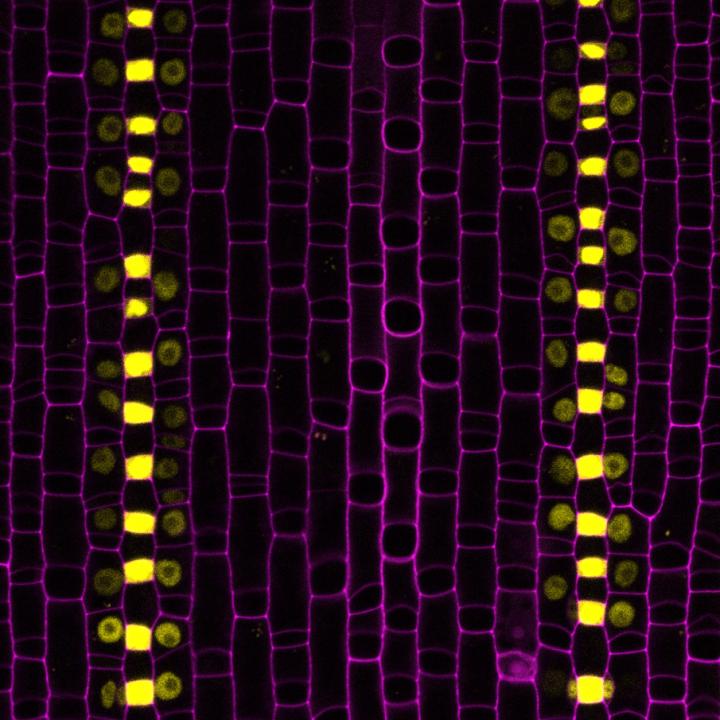 The Recipe for Especially Efficient Stomata (2 of 6)