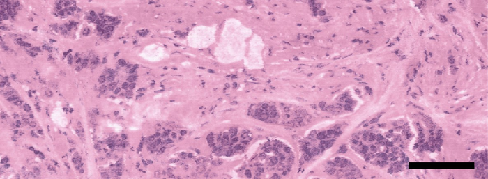 Virtual histology image