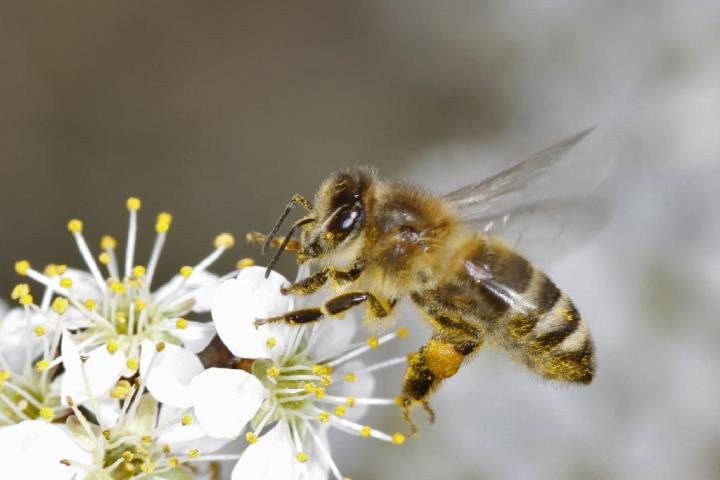 Bee 