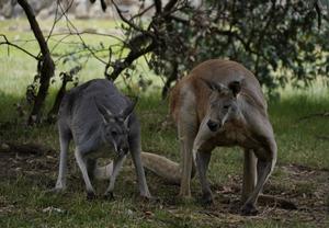 Kangaroos is Cleland Wildlife Park, South Australia