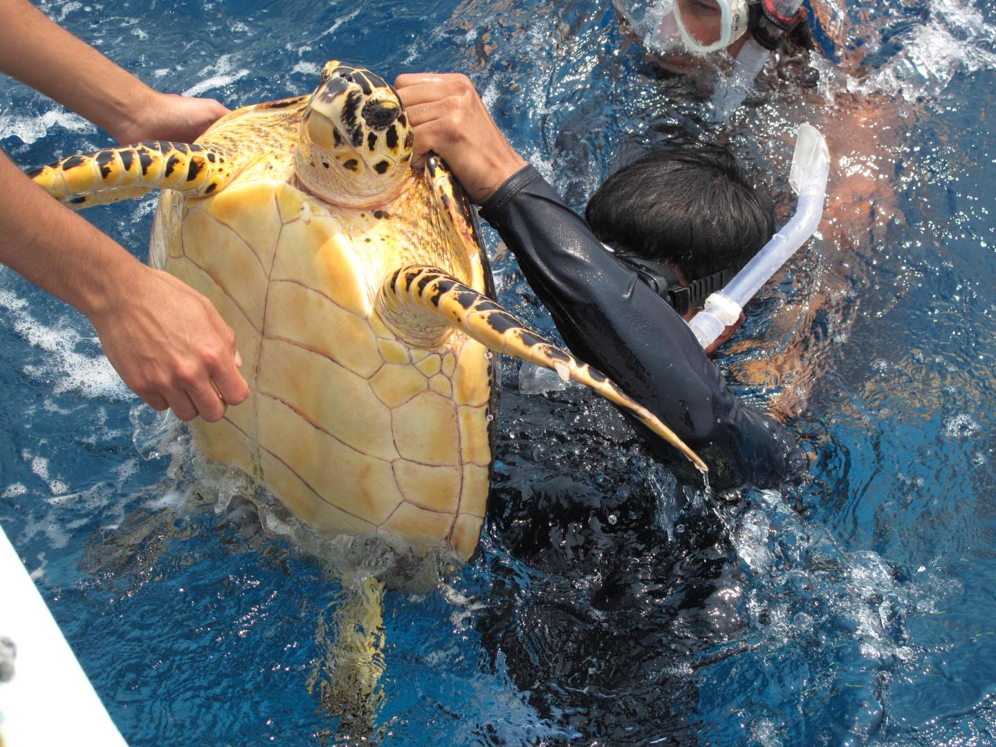 Sea Turtle Survey Work