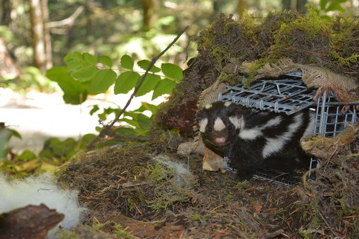 western spotted skunk