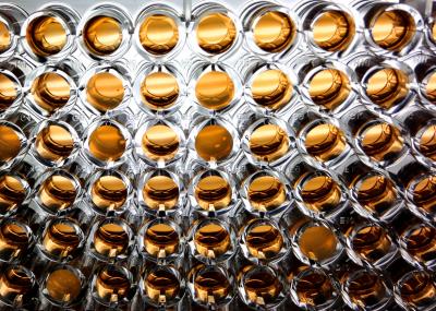 <I>E. coli</I> Populations Antibiotic