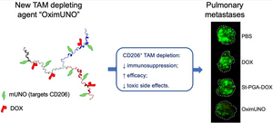 The TAM depleting agent OximUNO was administered systemically in mice bearing pulmonary metastases of breast cancer (green)