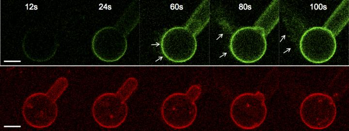 Tracking Endocytosis
