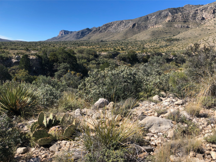 Scrubland of the Chihuahuan Desert