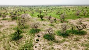 Agroforestry parklands in Senegal where trees are integrated with crops to enhance ecosystem services_credit_Louise Leroux