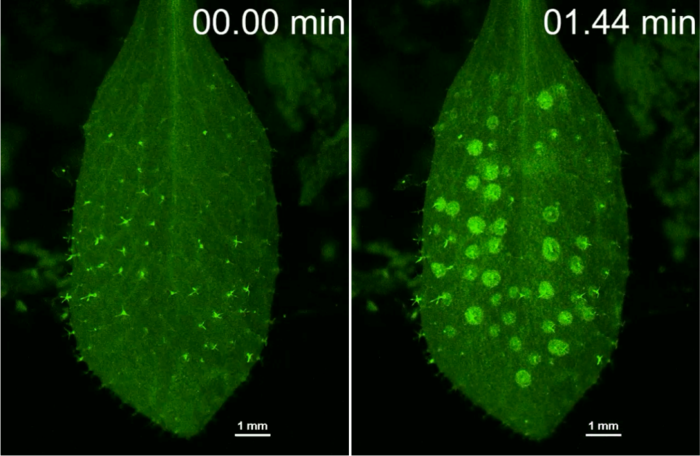 How plants activate their immune system against pathogens