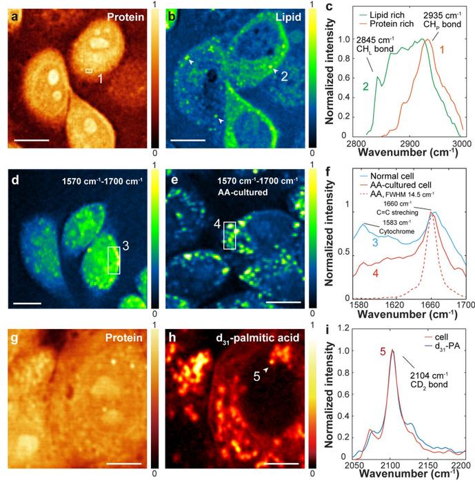 Figure 2| T-SRS-based live-cell chemical imaging.