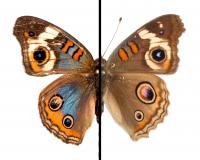 Comparison of Wild-Type Brown and Selected Blue Buckeye Wings