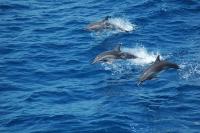 3 Clymene Dolphins