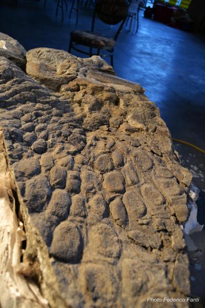 <I>Edmontosaurus regalis</I> (1 of 2)