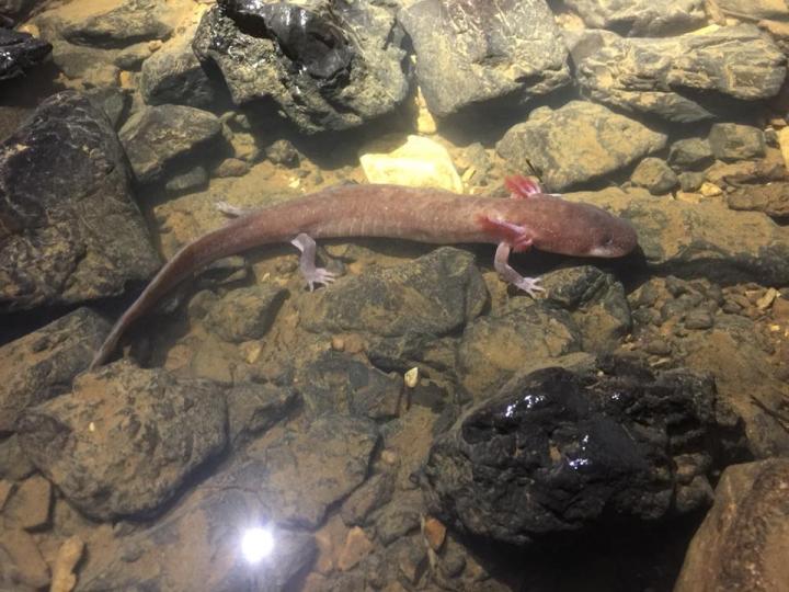Berry Cave Salamander