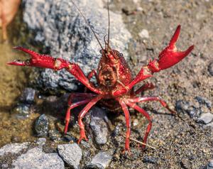 The Louisiana crawfish