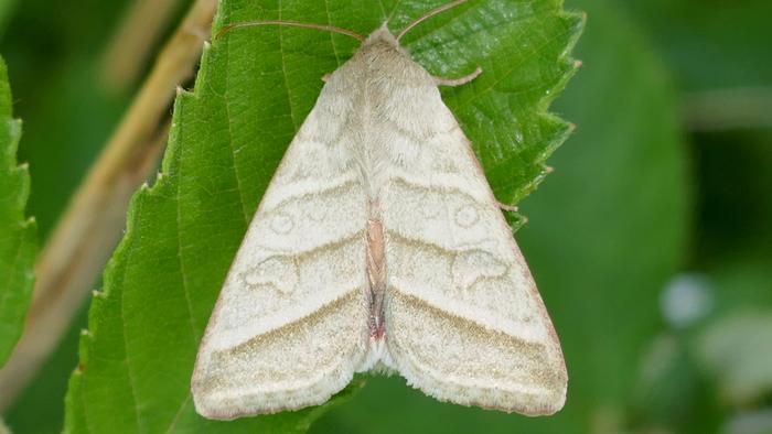 Tobacco budworm on a leaf