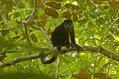 Howler Monkey, Barro Colorado Island Research Station, Panama
