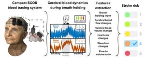 Using Speckle Contrast Optical Spectroscopy to Measure Blood Flow and Volume During Breath Holding