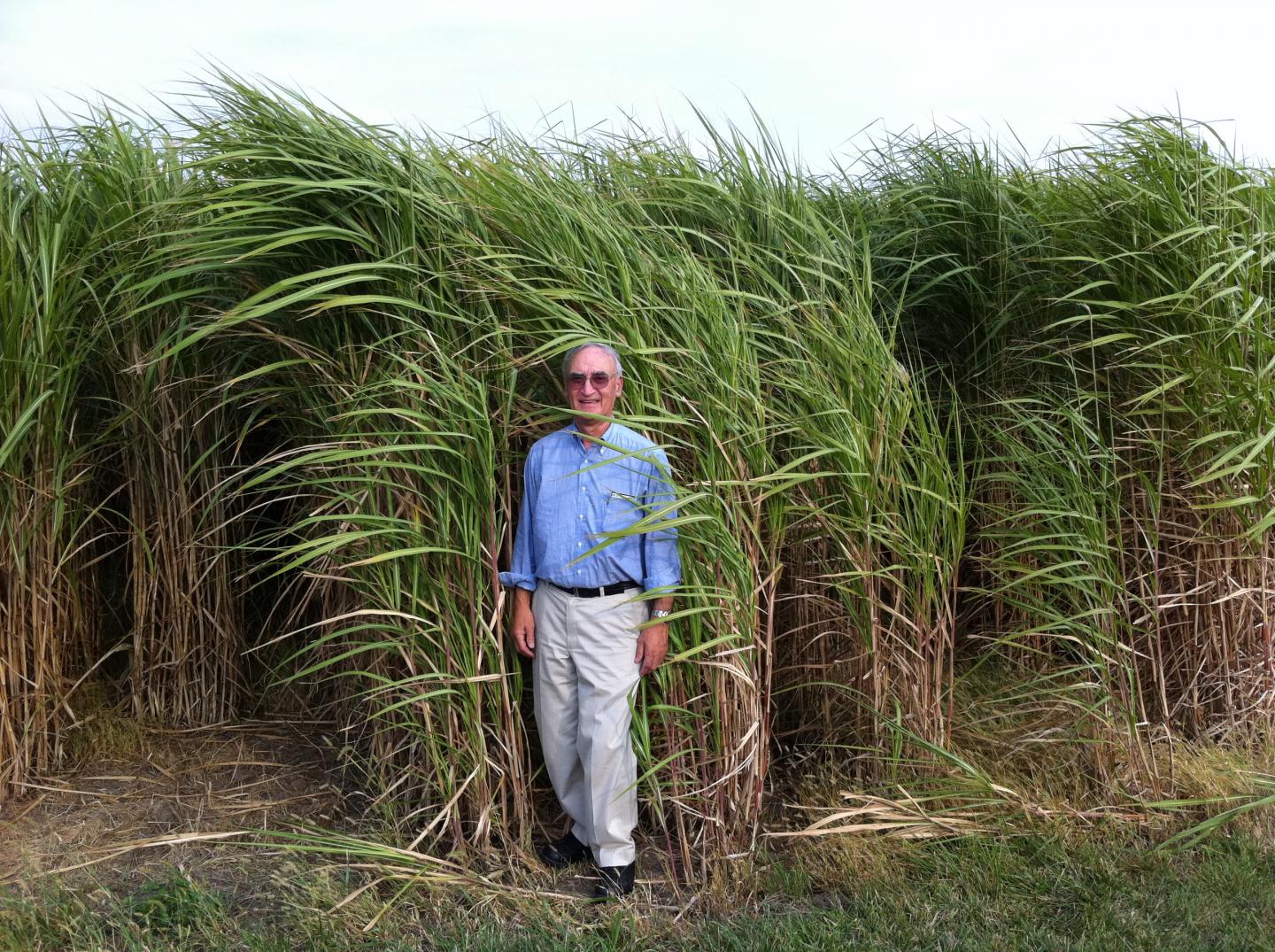 Gerald Fink Standing in a Field of Miscanthus