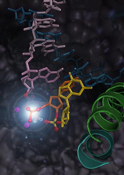 RNA Polymerase II