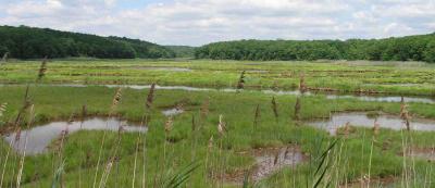 Salt Marsh in Peril