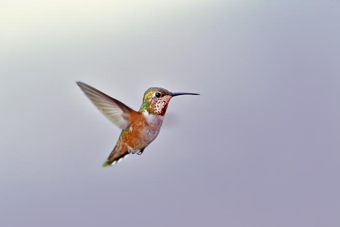 Rufous Hummingbird [IMAGE] | EurekAlert! Science News Releases