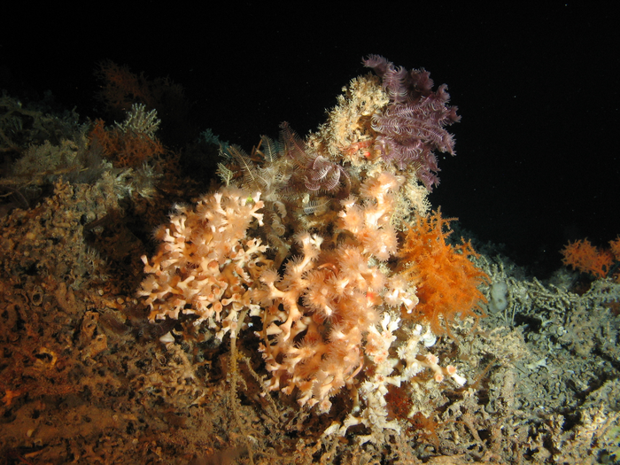 Large colony of the cold-water coral